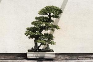 árbol bonsai verde foto