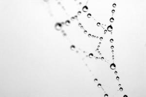 Close up of a cobweb in the rain photo