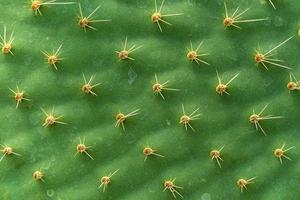 hoja de cactus detallada foto