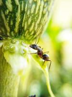 fotografía macro de una hormiga foto