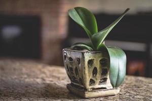 Green potted plant photo