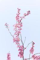 Pink cherry blossoms photo