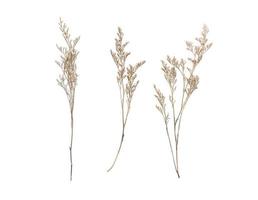 Dried caspia flowers photo