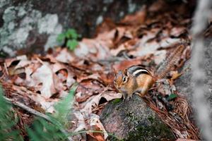 Squirrel on gray rock photo