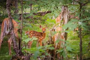 Deer in green forest photo