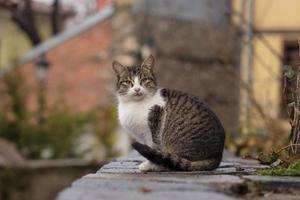 Fotografía de cerca de gato atigrado