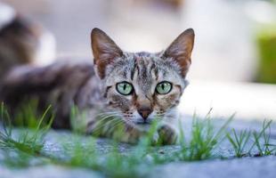 Cat laying on pavement photo