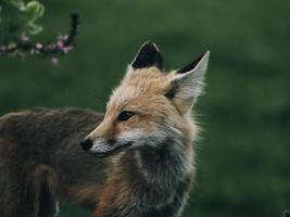 zorro rojo en la naturaleza foto