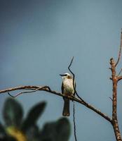 White and brown bird on branch photo