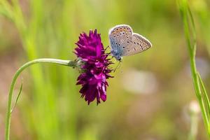 Blue butterfly purple flower photo