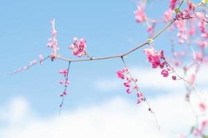 Cherry blossoms in blue sky