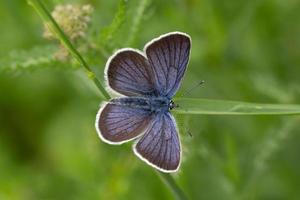 mariposa azul en tallo foto