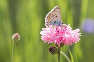 Brown and white butterfly on pink flower photo