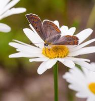 Brown and black butterfly on white flower photo