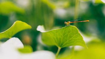 libélula en hojas verdes