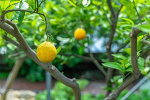 Lemons on tree photo
