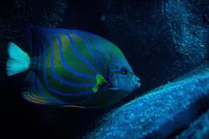 Blue fish swimming photo