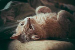 Cat on cushion photo