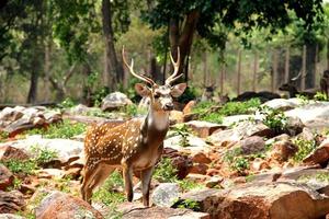 Brown deer on rocks photo