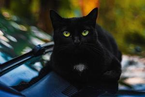 Close up photo of black cat