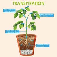 diagrama que muestra la transpiración de la planta vector