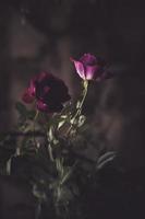 Two red roses photo