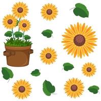 Set of cute sunflower plants vector