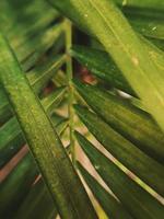 Green leaf plant close-up photo