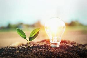 Energy-saving light bulb and trees on the ground 