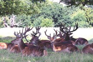 Group of deer resting in field
