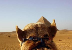 Vista de la cabeza de camello en Egipto.