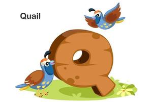 Q for Quail vector