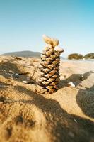 Pine cone in the sand at the beach photo