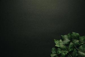 Dark background with green leaves in the corner