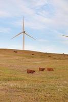 Prairie Windmills photo