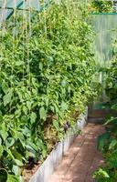 Seedlings of tomatoes and Bell pepper photo