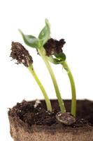 Sunflower seedling in a brown pot of peat photo