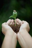 Young plant in hands photo