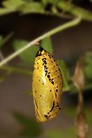butterfly chrysalis