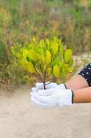 mano sosteniendo y plantando un árbol nuevo