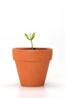Baby plant in pot isolated on the white photo