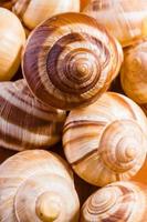 Snail Shells photo