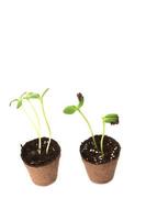 Two Sunflower seedling in a brown pot of peat