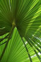 Tropical palm leaves photo