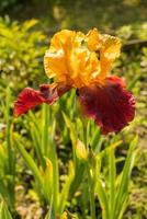 iris sultán amarillo y morado