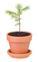 pine sprout growing in a flower pot on white background photo