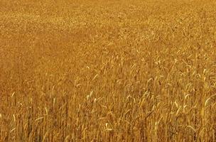 Grain field in summer photo