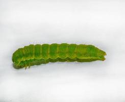 Green caterpillar macro photo