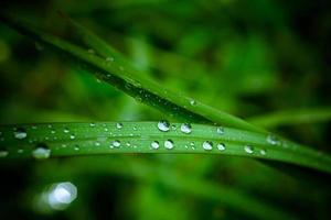 Water drops on the green grass. Macro photo