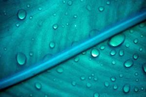 Water drops on the blue cold leaf. Macro shoot photo